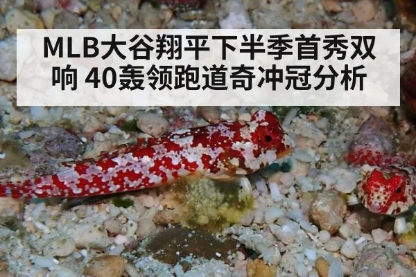 MLB大谷翔平下半季首秀双响 40轰领跑道奇冲冠分析
